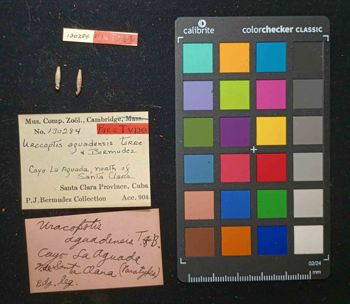 Media type: image; Malacology 130284 Description: An image of specimen MCZ:Mala:130284 and its labels.;